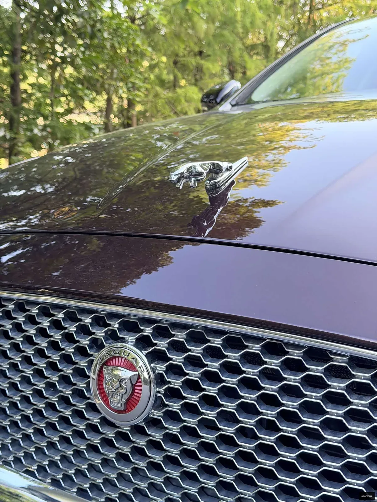 Jaguar XJ 6